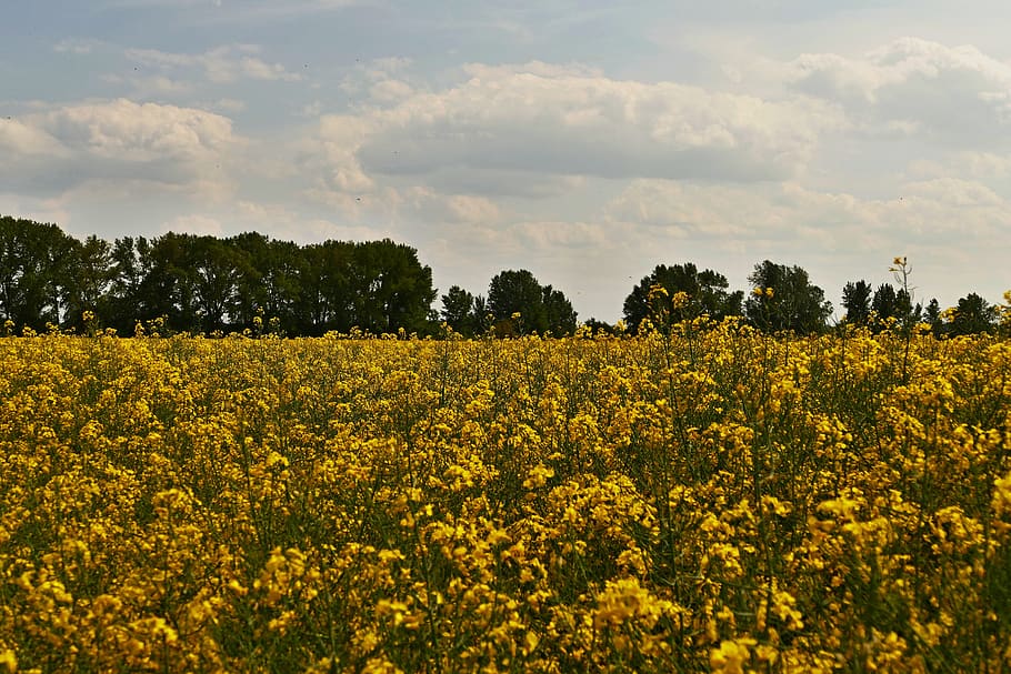 colza, rape, cultivation, agriculture, fields, flowers, yellow, country, slovakia, commodity