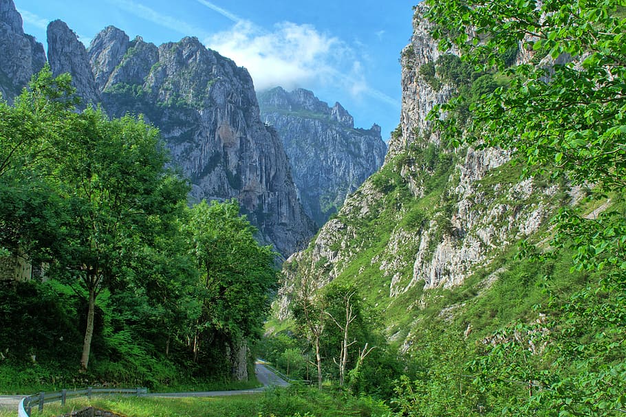 paisaje, naturaleza, altas montañas, asturias, españa, belleza en la naturaleza, paisajes: naturaleza, montaña, planta, escena tranquila