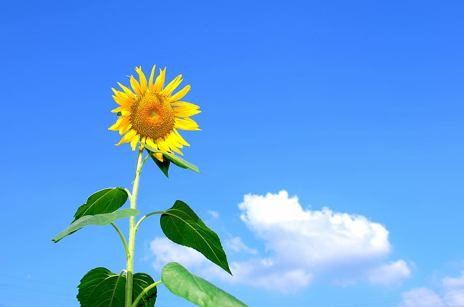 sunflower, direct, sunlight, summer, flowers, sky, cloud, nature, plant, yellow