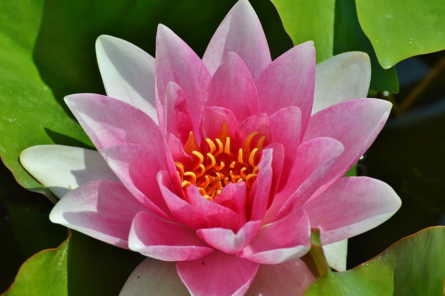 sunlight, pink, macro shot photography, Water Lily, Flower, rose, water rose, nuphar lutea, pond plant, lake rosengewächs
