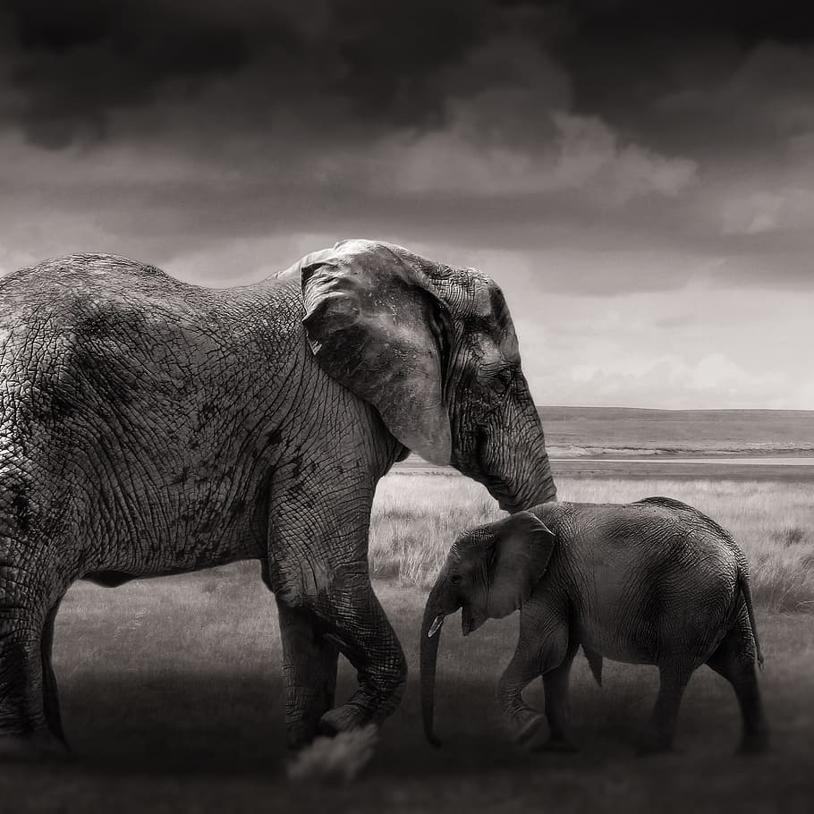 グレースケール写真, 2, 象, フィールド, 象の赤ちゃん, 若い, 動物, アフリカ, 若い象, アフリカのブッシュゾウ