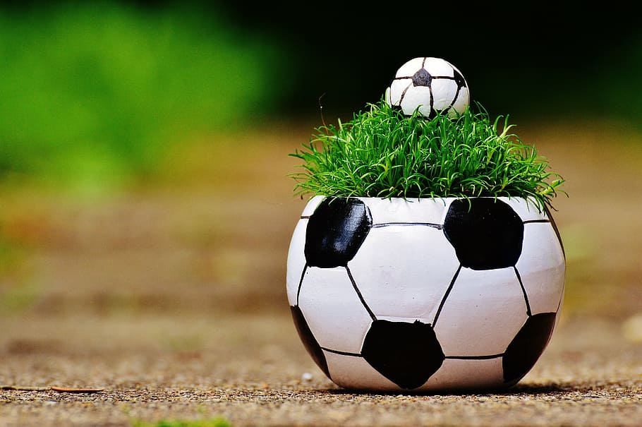 verde, planta de hoja, blanco, negro, maceta de balón de fútbol, ​​campeonato europeo, fútbol, ​​2016, césped, francia