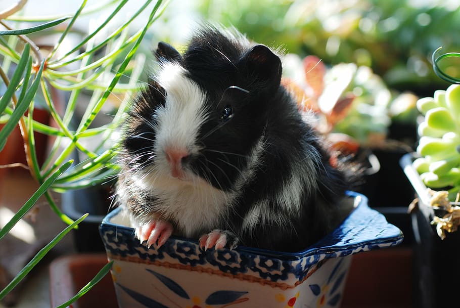 guinea pig, netherlands pig, rodents, mouse, animal, cute, mao, pets, plant, animal themes