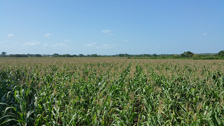 corn field, crops, farming, tree line, blue sky, belize, field, agriculture, land, landscape
