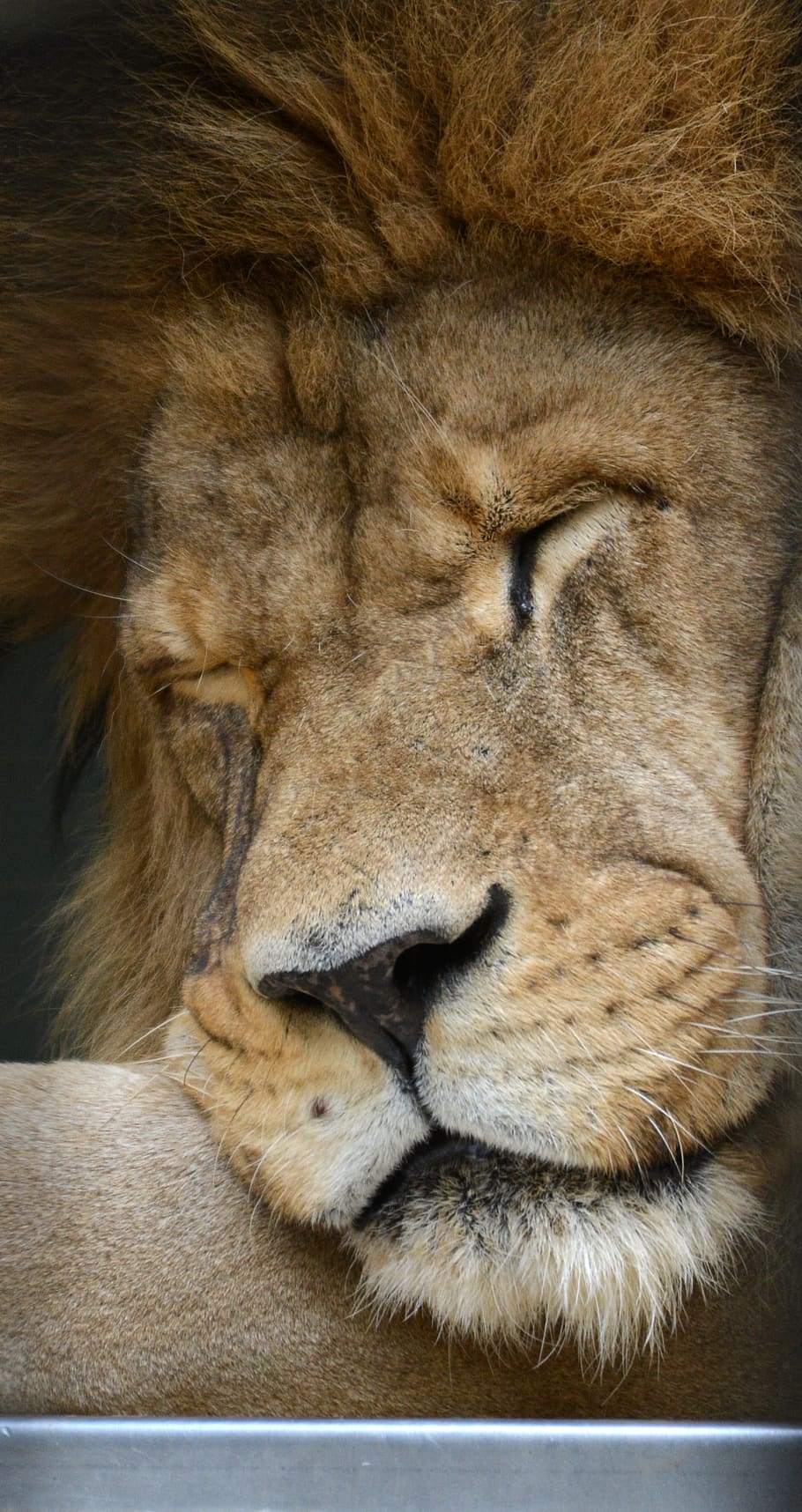 león, animal, cara, cerrar, retrato, durmiendo, salvaje, zoológico, gato, vida silvestre