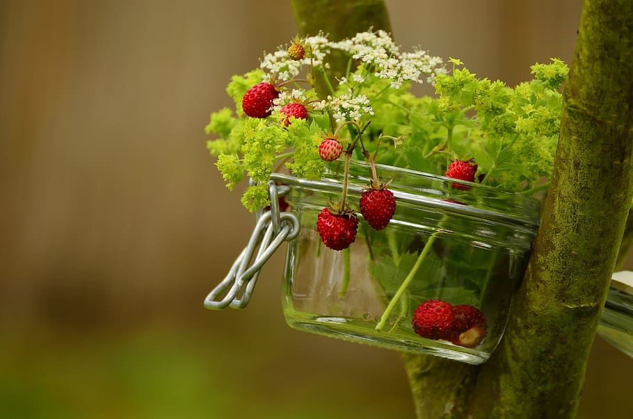 clear, glass bowl, green, leaf plant, red, fruit, green leaf, plant, red fruit, strawberries