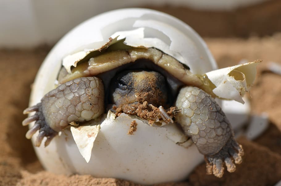 Baby, Desert Tortoise, gray turtle, close-up, one animal, animal themes, animal, animal shell, shell, focus on foreground