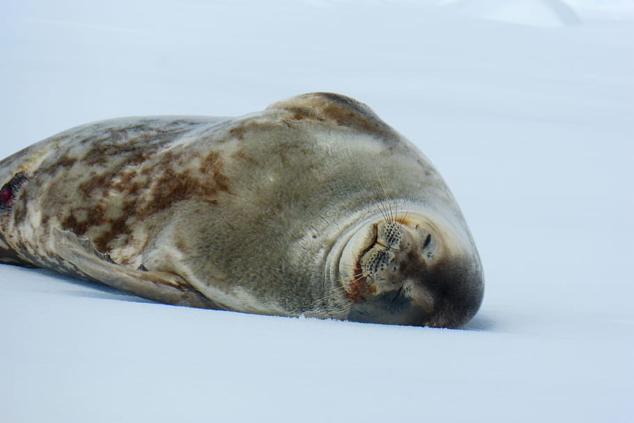 Robbe, Nap, Relaxation, Sleep, Chill Out, ice, antarctica, nature, one animal, seal - animal