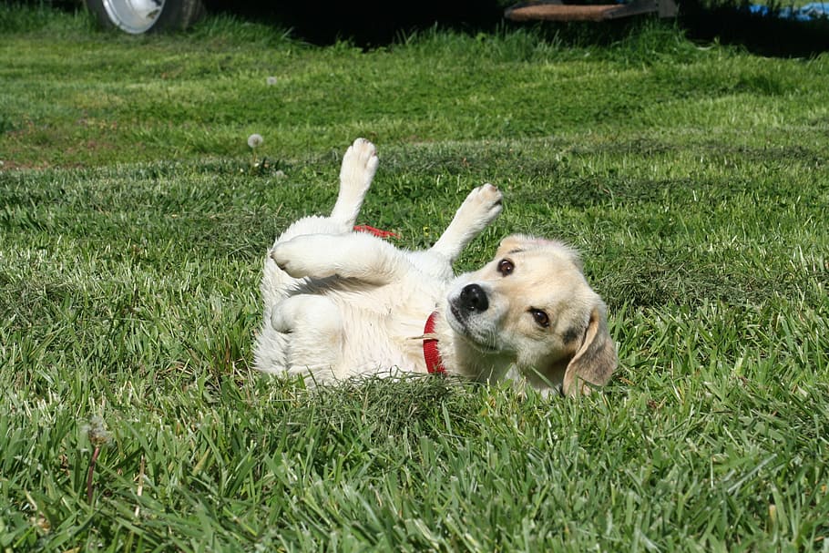 yellow, labrador retriever puppy, green, grass field, daytime, puppy, jack russel, dog, russell, jack