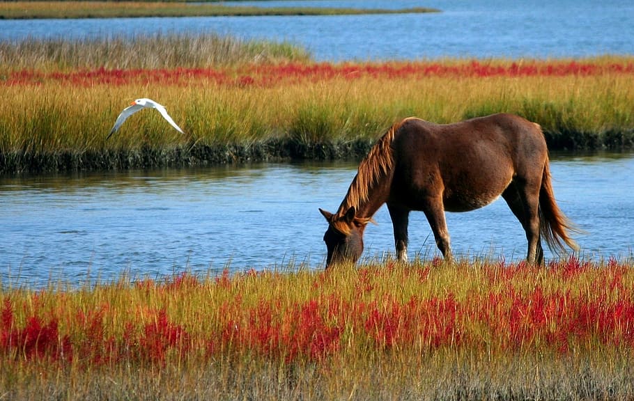 marrom, cavalo, vermelho, campo de grama, corpo, água, durante o dia, cavalo selvagem, pônei do pântano, pântano