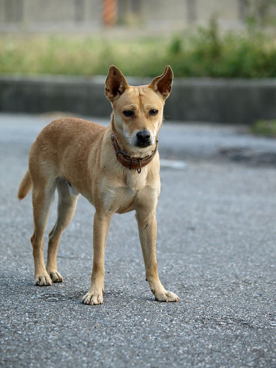 focus photo, medium short-coated, tan, dog, road, yellow, hybrid, standing, alert, yellow dog