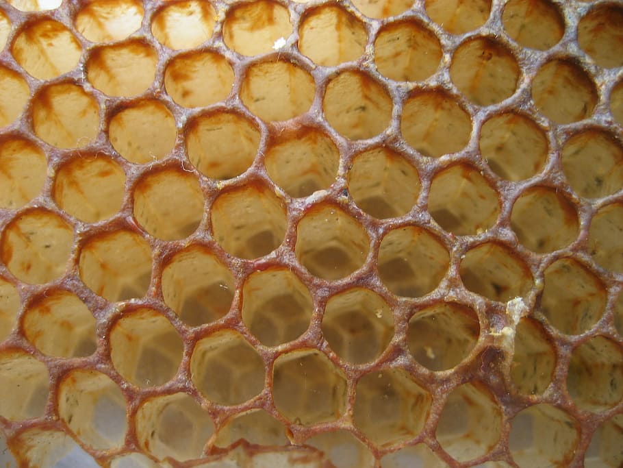 Miel, abeja, panal, naturaleza, colmena, apicultura, alimentos y bebidas, primer plano, patrón, fotograma completo
