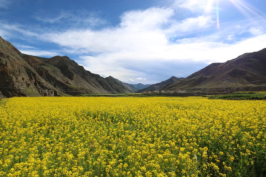 mustard, flower field, tibet, beauty in nature, yellow, scenics - nature, landscape, sky, tranquil scene, flower