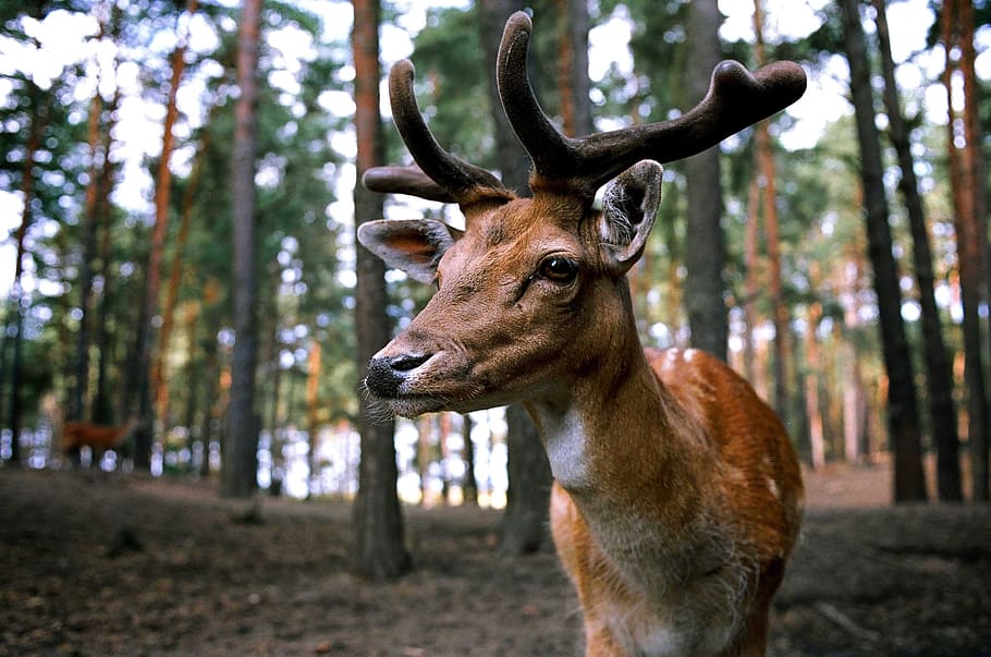 adult, tan, deer, forest, hirsch, wild, fallow deer, paarhufer, nature, real deer