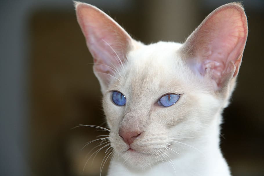 closeup, cat, kitten, siamese cat, eyes, blue, fur, charming, animal, carnivores