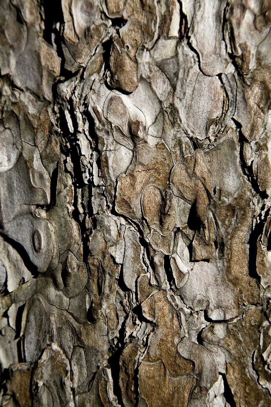 tree, shell, wood tissue, texture, detail, macro, backgrounds, full frame, textured, pattern