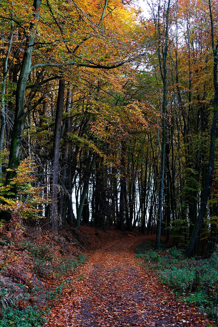 floresta, outono, árvores, folhas, laranja, distância, outubro, folhagem de outono, natureza, humor