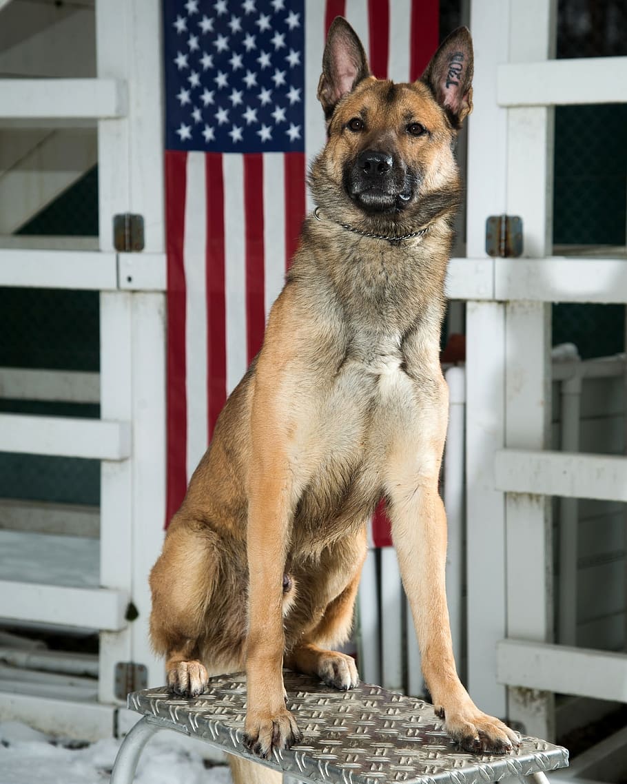 selective, focus photography, short-coated, tan, dog, sitting, gray, metal bench, German Shepherd, Dog, Military