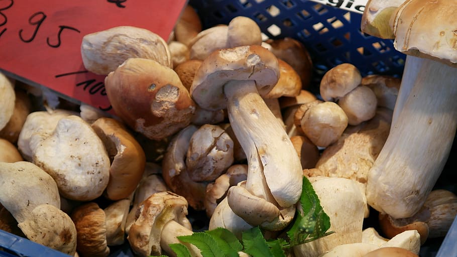 common, mushroom, Common Mushroom, Boletus Edulis, herrenpilz, boletus, noble rot, valuable, moss, fern