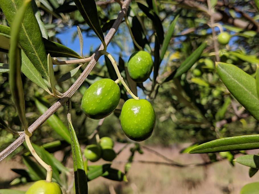 fruit, food, agriculture, leaf, nature, olive, grove, healthy, green color, food and drink