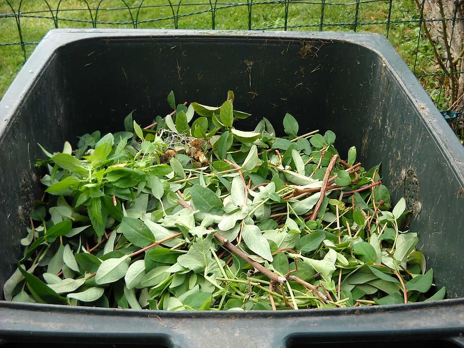 verde, hojas, papelera, desechos verdes, compostaje, reciclaje, color verde, planta, hoja, parte de la planta