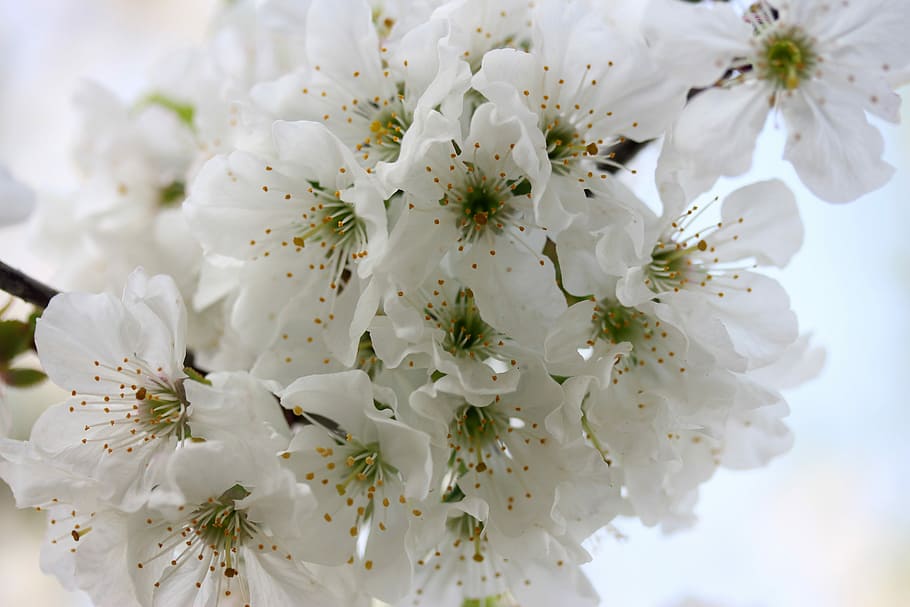 flores, blanco, árbol, fruta, casey, primavera, florecido, Flor, planta floreciente, frescura