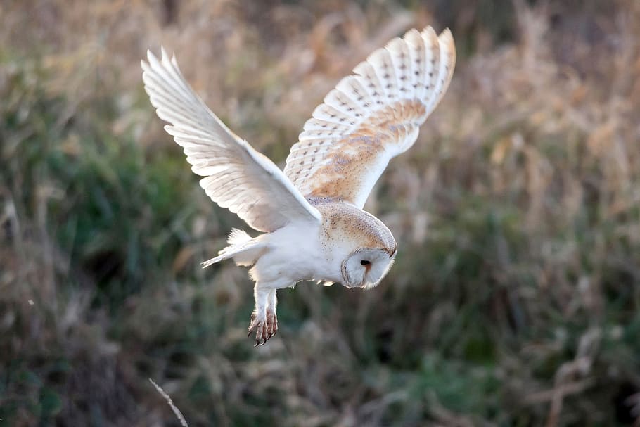 owl, bird, nature, animal, plumage, raptor, wildlife, feather, predator, outdoors