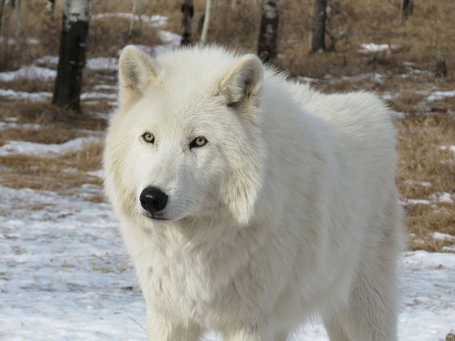 lobo, de pie, tierra, perro lobo ártico, perro lobo, perro, santuario, rehabilitación, piel, rescate