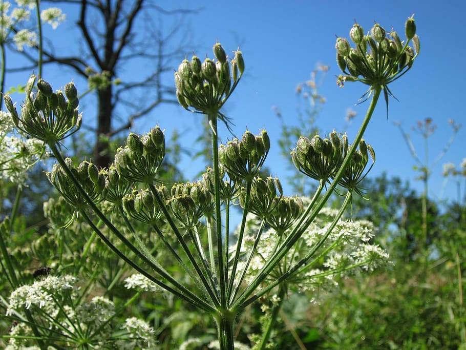 apiaceae hercaleum, hogweed, cow parsnip, flora, botany, plant, blossom, nature, head, wildflower