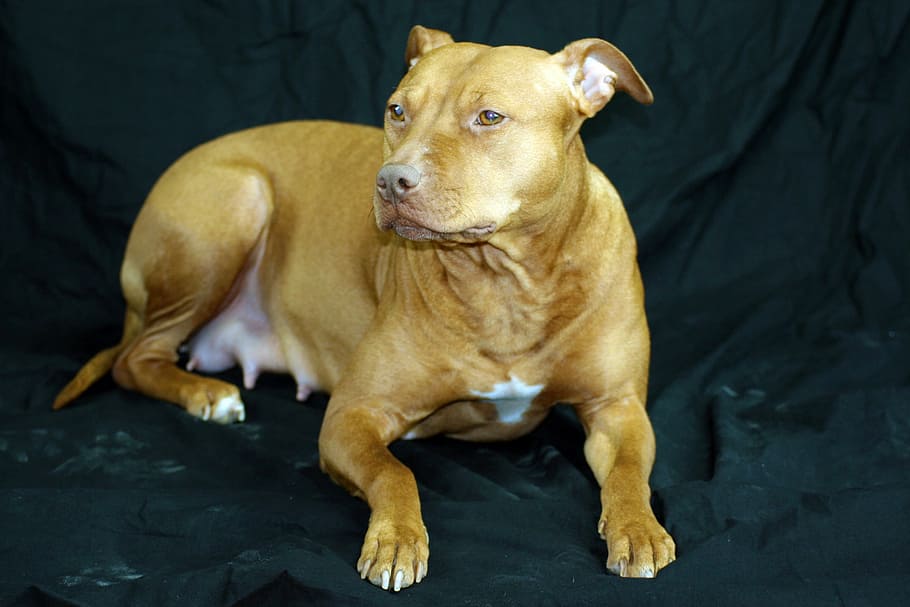 adulto, marrón, American Pit Bull Terrier, perro, retrato, animal, mamá, lindo, mascotas, familia