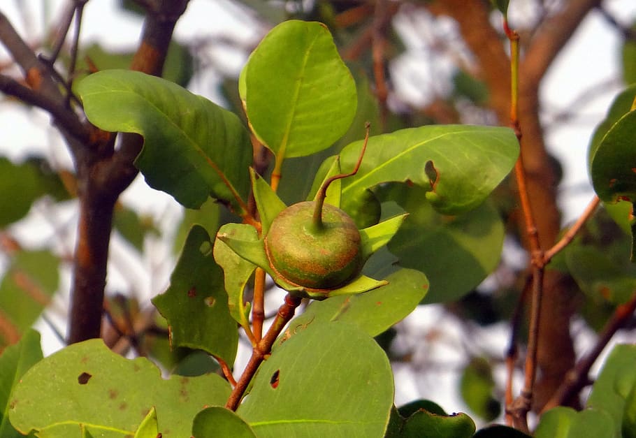 mangrove apple, Sonneratia Caseolaris, Mangrove, Apple, seed pod, west coast, india, fruit, juicy, food