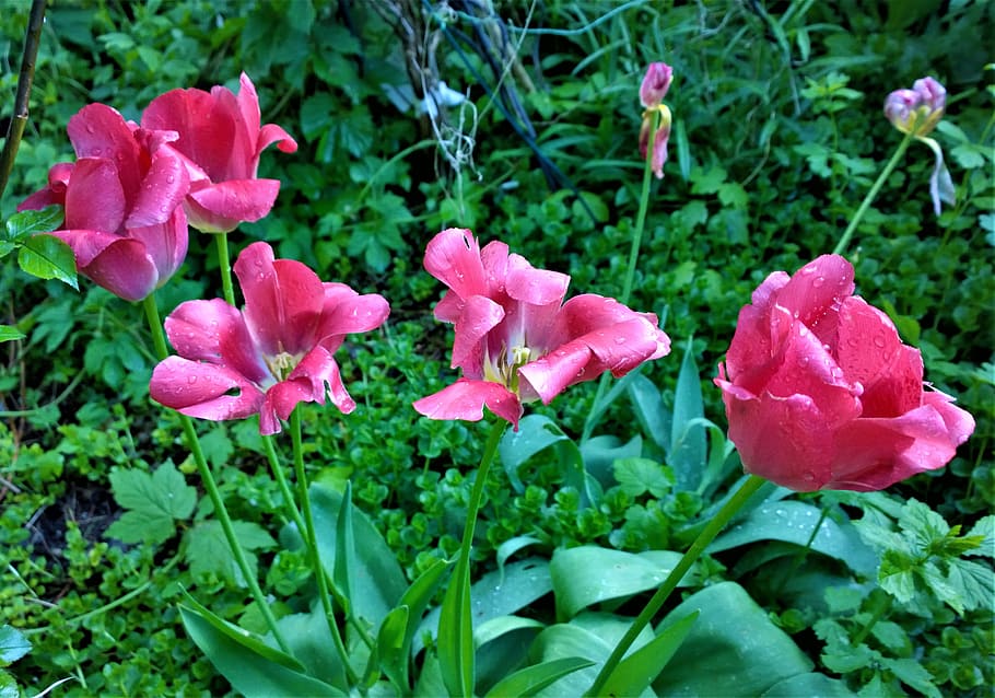 tulipanes, flores, jardín, plantación, tulipán, primavera, colorido, planta, rosa, exagerado