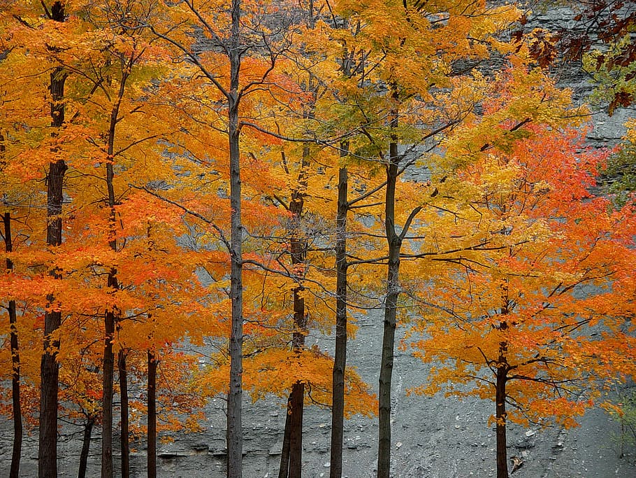Outono, folhas, Cleveland, Euclides, amarelo, natureza, árvore, folha, floresta, laranja Cor