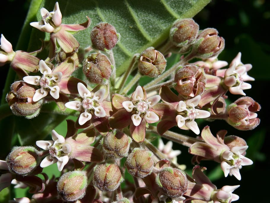 asclepias syriaca, common milkweed, butterfly flower, silkweed, silky swallow-wort, virginia silkweed, flora, botany, plant, inflorescence