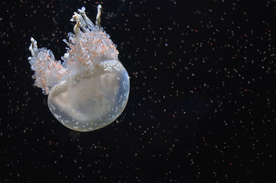 closeup, gray, jellyfish, white, black, background, underwater, dark, water, ocean
