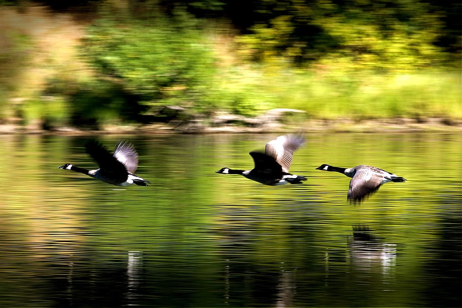 brown, canaida geese, hovering, body, water, ducks, birds, flying, river, animal