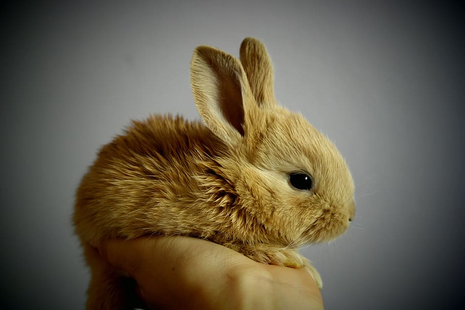 brown rabbit, rabbit, palm, hand, snatch, redheaded, ears, detail, animal, animal themes