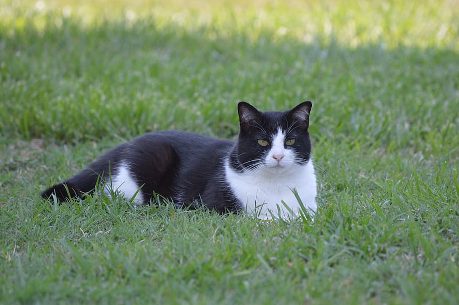 esmoquin, gato, adorable, exterior, negro, blanco, hierba, felino, césped, mascotas