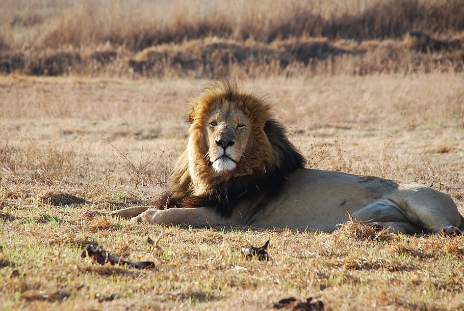 lion male, south africa, wildlife, animal wildlife, mammal, animals in the wild, feline, cat, lion - feline, vertebrate