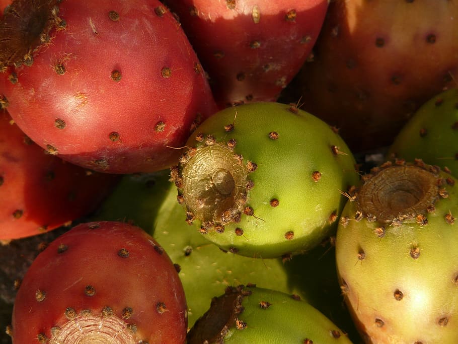 prickly pear, cactus, figs, fruits, red, edible, plant, opuntia, cactus greenhouse, cactaceae