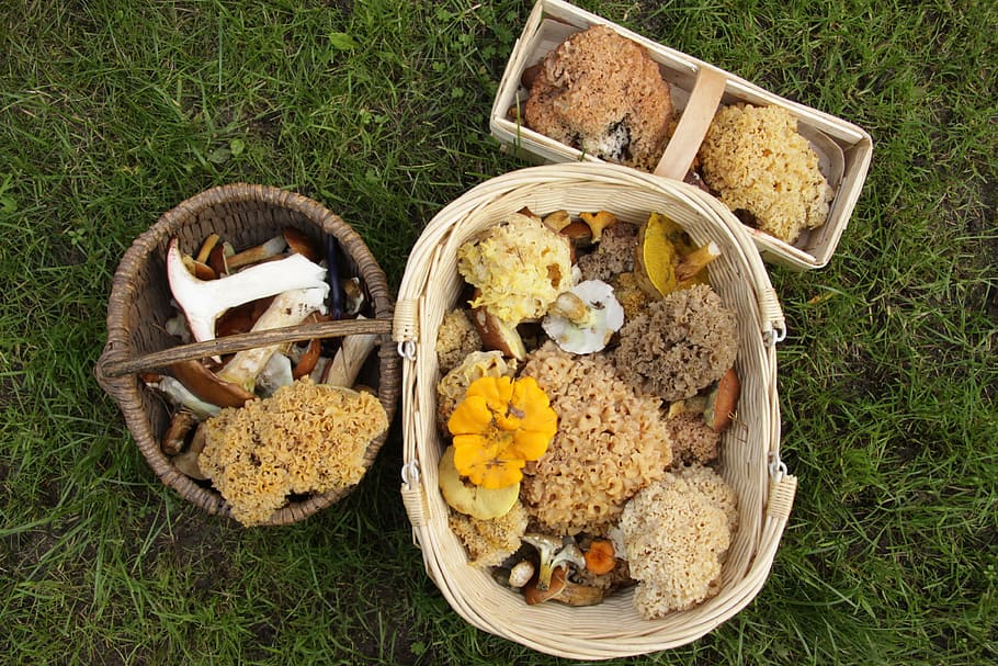 Mengumpulkan, Memetik Jamur, jamur, keranjang, keranjang jamur, jamur hutan, coklat, musim gugur, alam, hutan