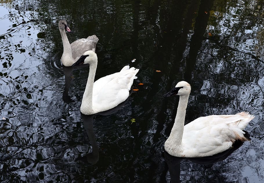 swan, trumpet of the swan, water bird, white bird, waterfowl, sublime, wildlife photography, animal, plumage, swans