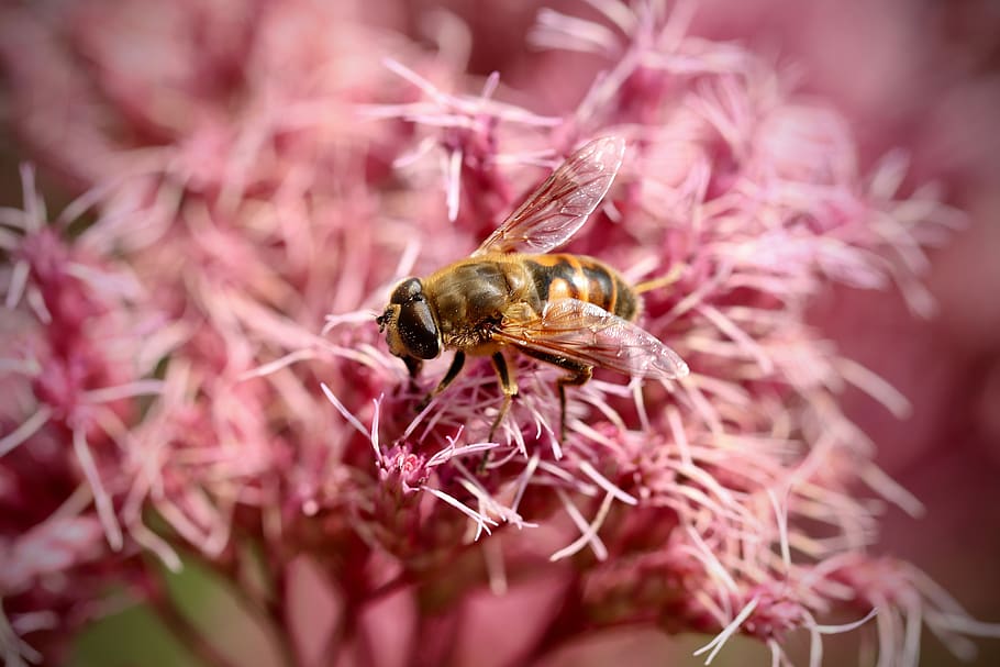 insect, hoverfly, bloom, flowers, pink, water hemp, alpkraut, nectar, collect, animal world