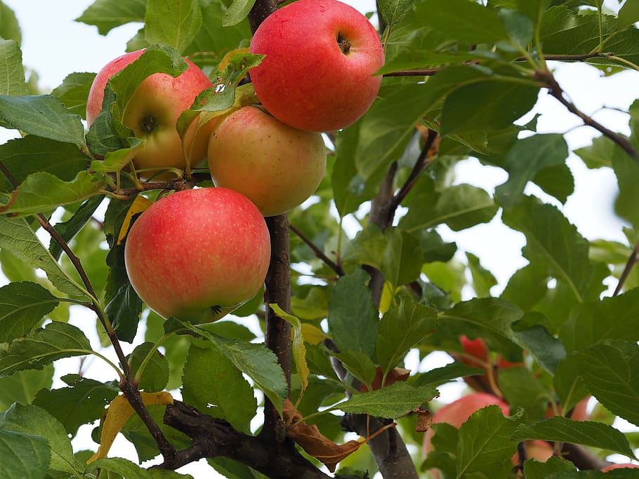 four, ripe, apple fruits, apple, bio, harvest, vegetables, fruits, agriculture, food