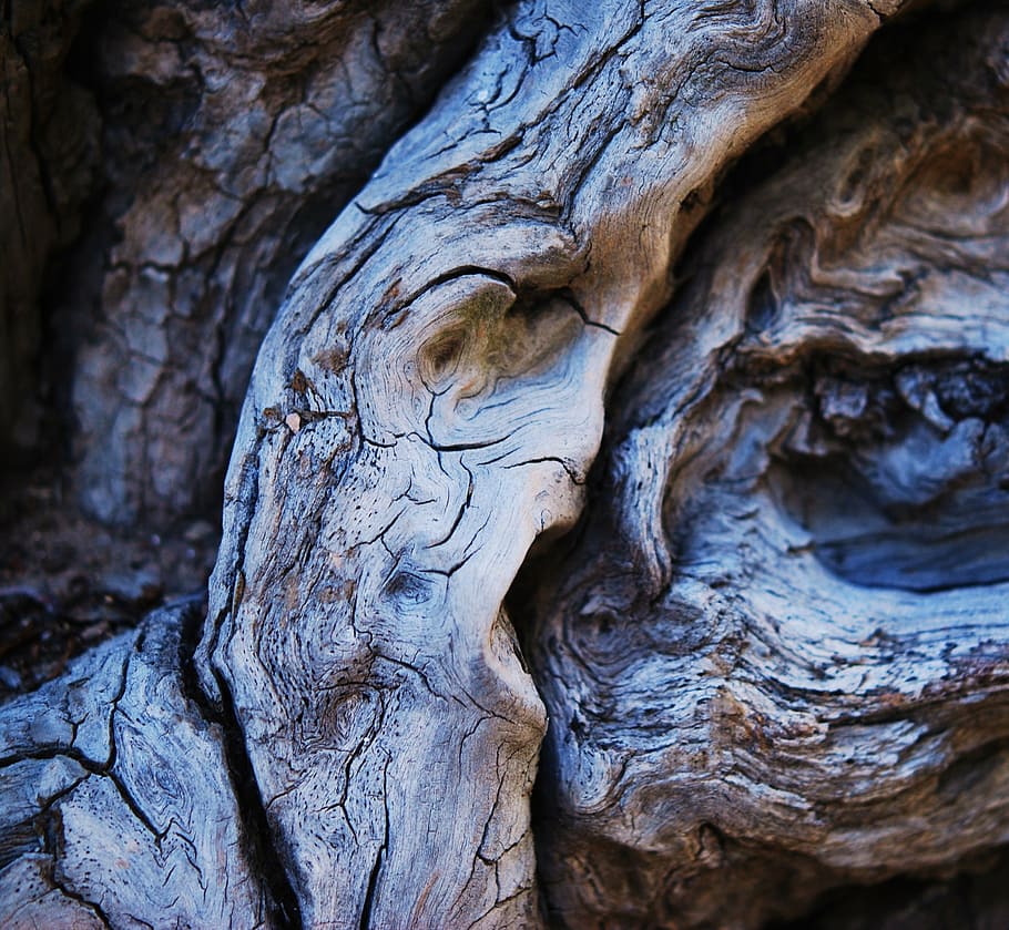 wood, faces in wood, nature, old, dry wood, dead tree, tree, drought, desert, backgrounds