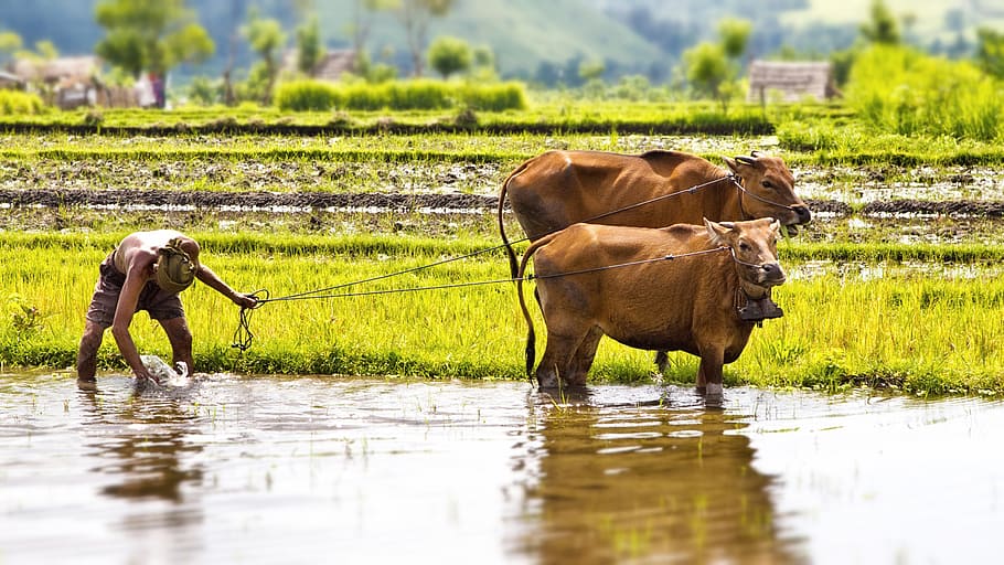 farmer, Candidasa, Bali, Indonesia, two, cows, rice, field, water, occupation