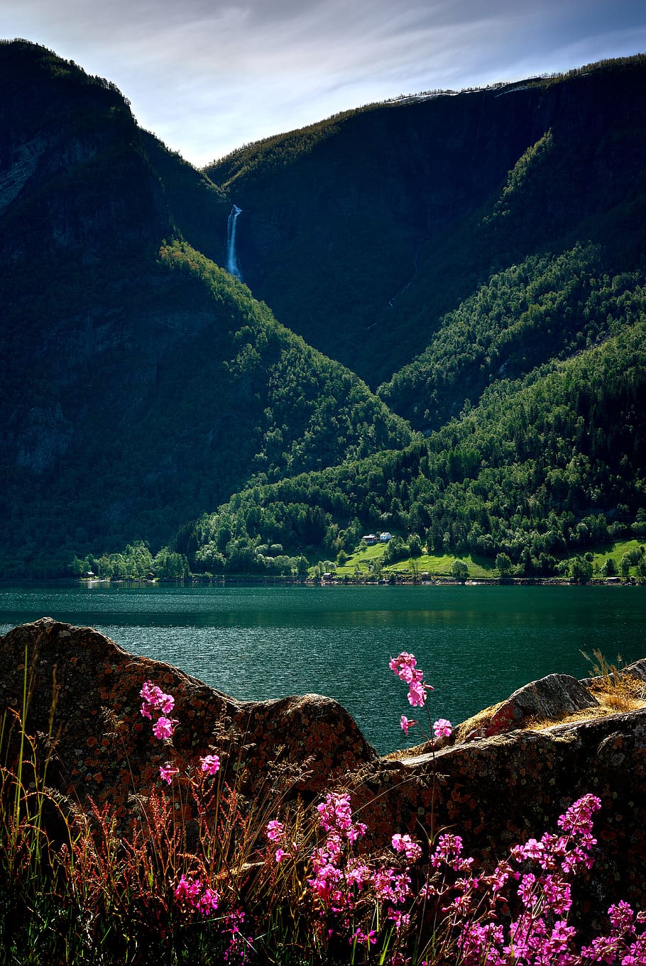 Цветы норвегии. Фьорды цветы. Пейзажи Норвегии цветы. Норвегия цветы в горах. Горы озеро цветы камни.
