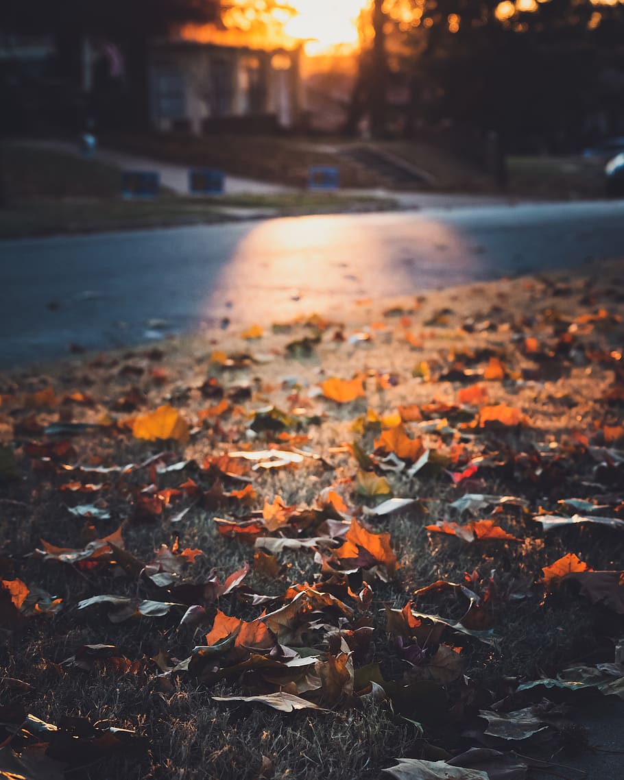 fallen, leaves, nature, autumn, fall, street, neighborhood, outdoor, house, tree