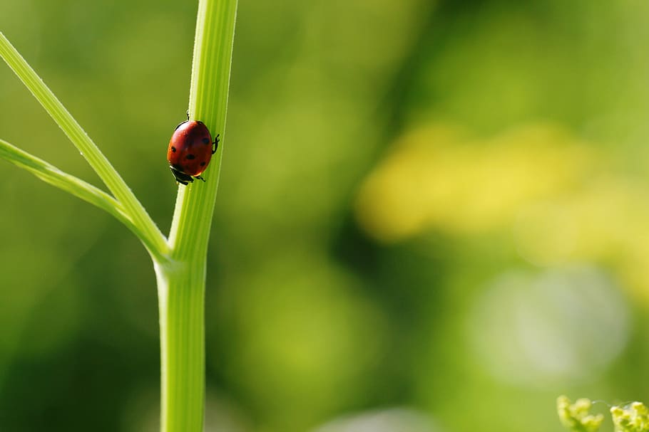 ladybug, close up, nature, bug, green, macro, insect, wildlife, beetle, plant