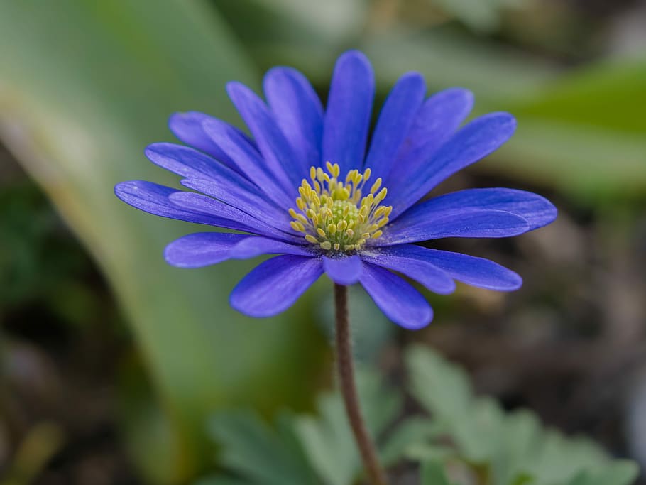 blue liverwort flower, flower, petal, garden, flowering plant, fragility, freshness, vulnerability, beauty in nature, plant